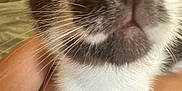 Stuart is registered to the contest to win money with this photo: cat, closeup, whiskers, nose, fur, pet, animal, lap, legs, curious, indoor, cozy, soft, cute, feline, domestic, blurred, face, eyes, person