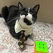 Chip is registered to the contest to win money with this photo: cat, tuxedo_cat, tie, collar, rubiks_cube, puzzle, carpet, patterned_rug, black_and_white, pet, indoor, curious, whiskers, closeup, animal, feline, cute, domestic_cat, sitting, looking_up