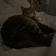 Biggie is registered to the contest to win money with this photo: animal, bed, blanket, cat, comfort, cozy, cute, domestic, ears, feline, fur, home, indoor, paws, pet, relaxed, resting, sleepy, tabby, whiskers