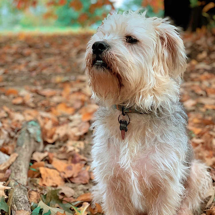 Winston