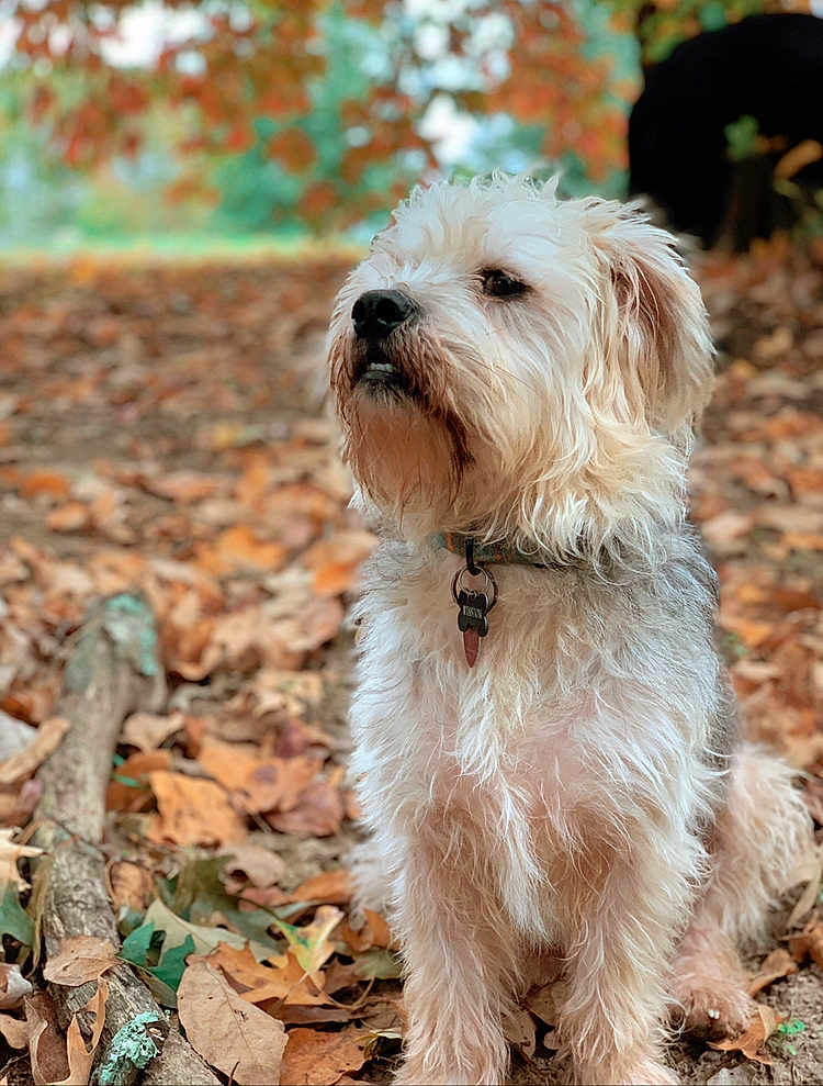 Winston