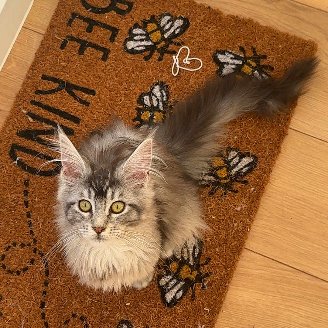 Snowie