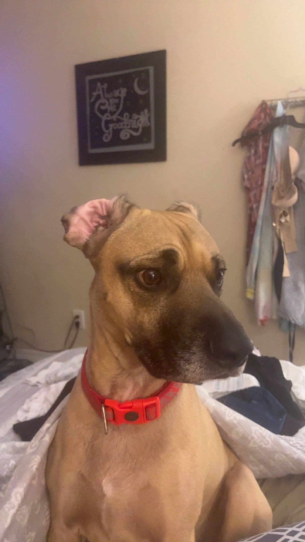 Chopper joined the competition — help win amazing prizes! canidae, carnivore, collar, companion_dog, dog, dog_breed, dog_collar, fawn, fur, giant_dog_breed, great_dane, pet_supply, picture_frame, rampur_greyhound, sighthound, snout, sporting_group, whiskers, wood, working_animal