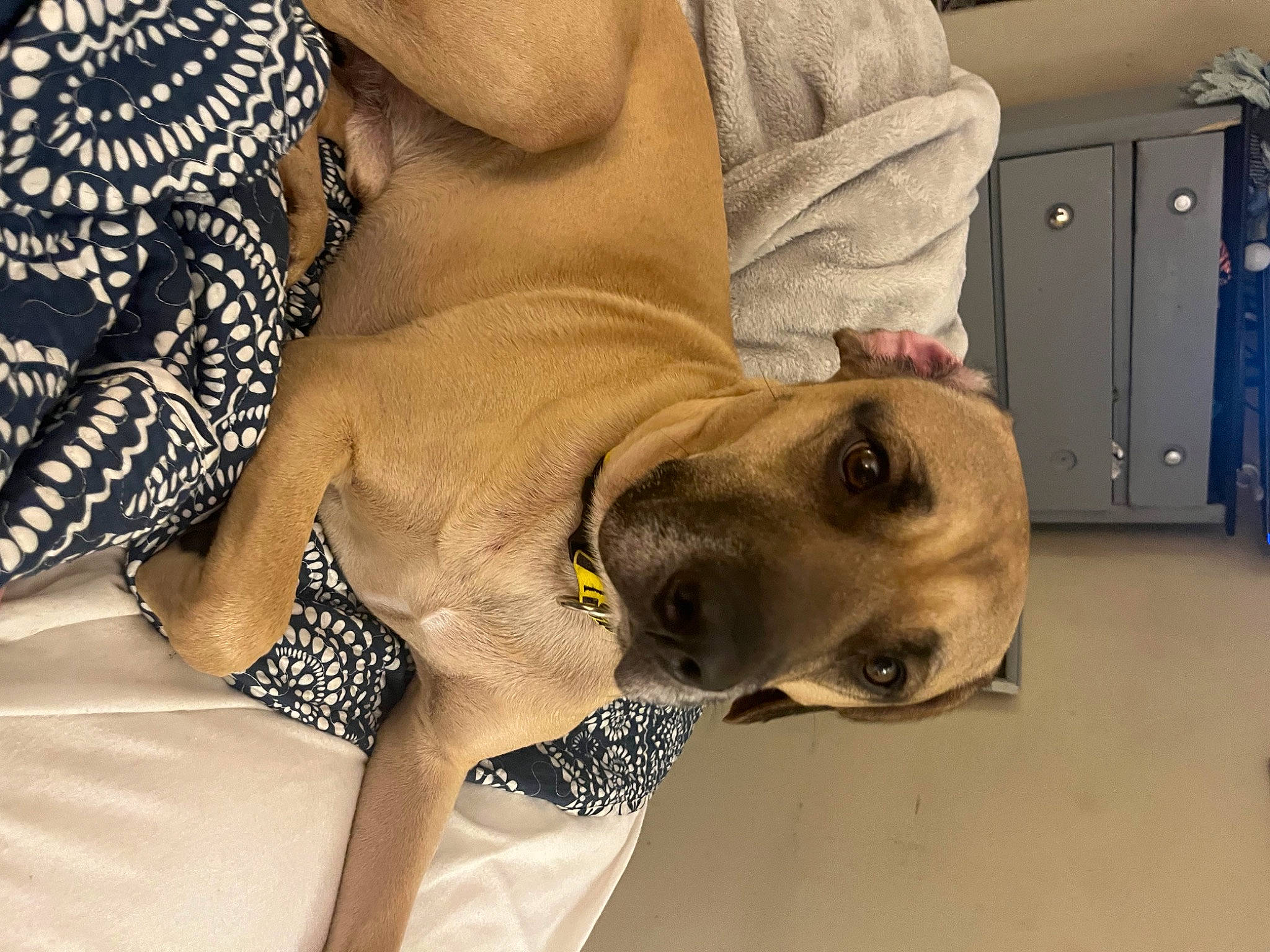 Chopper joined the competition — help win amazing prizes! cabinetry, carnivore, chest_of_drawers, comfort, companion_dog, dog, dog_breed, dog_collar, door, fawn, fur, human_leg, linens, pattern, pet_supply, selfie, snout, sporting_group, whiskers, working_animal