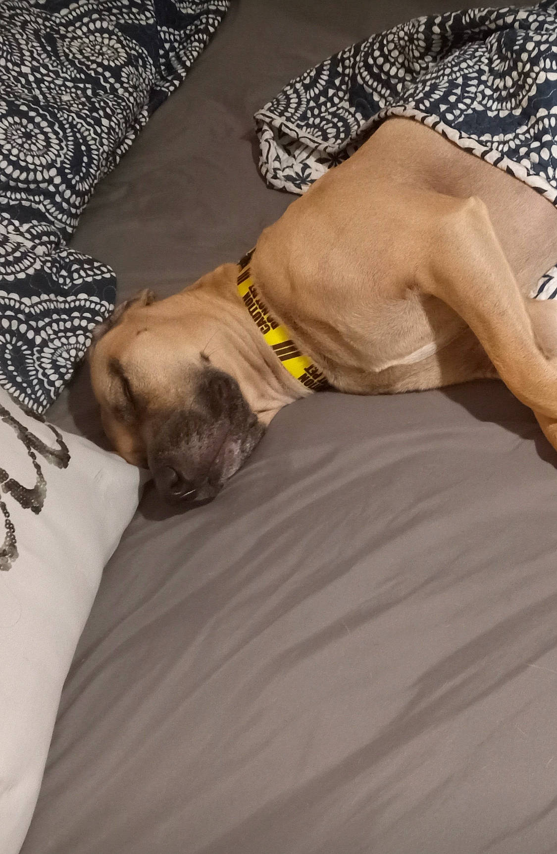 Chopper is registered to the contest to win money with this photo: abdomen, arm, barechested, chest, comfort, dress, elbow, finger, hand, human_body, human_leg, knee, leg, linens, neck, shoulder, thigh, trunk, waist, wrist