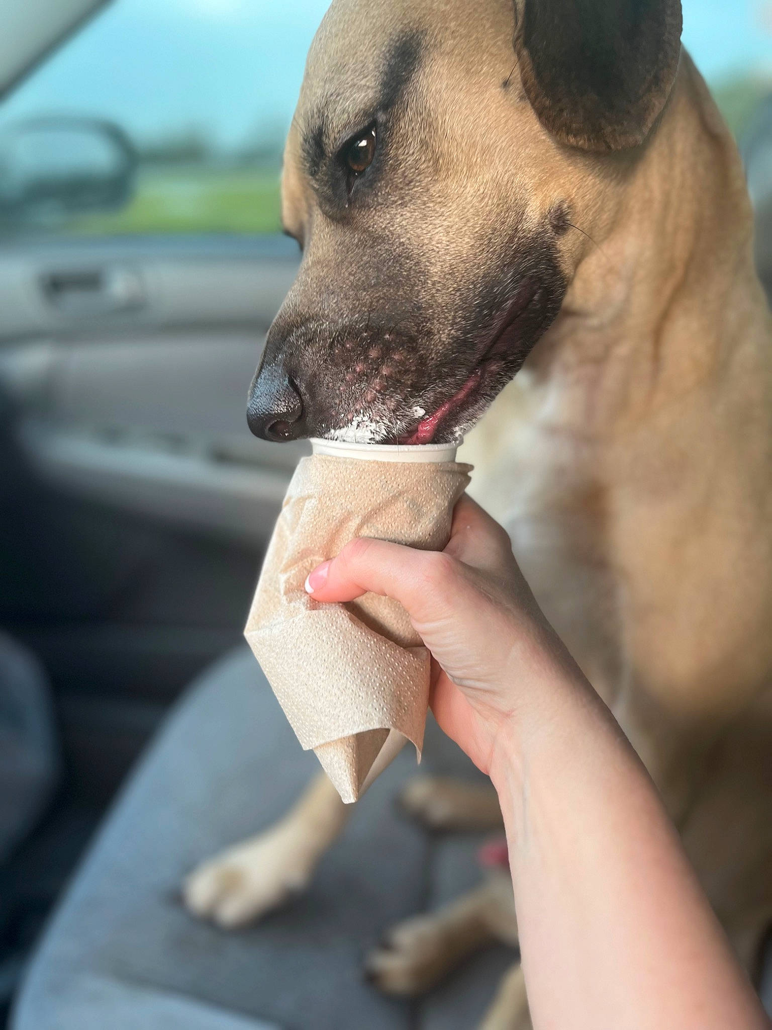 Chopper is registered to the contest to win money with this photo: canidae, carnivore, collar, companion_dog, dog, dog_breed, dog_collar, fawn, gesture, nail, paw, pet_supply, snout, sporting_group, terrestrial_animal, vehicle, vehicle_door, whiskers, windshield, working_animal