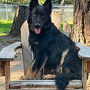 Diesel joined the competition — help win amazing prizes! dog, black_dog, tan_markings, wooden_chair, outdoor, tree, fence, sunlight, tongue_out, sitting, pet, animal, fur, ears_up, nature, grass, bark, happy, canine, backyard