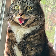 Maverick joined the competition — help win amazing prizes! cat, tabby, fluffy, yellow_eyes, open_mouth, window, screen, indoor, pet, fur, whiskers, closeup, surprised, animal, mammal, face, portrait, alert, sitting, natural_light