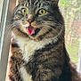 cat, tabby, fluffy, yellow_eyes, open_mouth, window, screen, indoor, pet, fur, whiskers, closeup, surprised, animal, mammal, face, portrait, alert, sitting, natural_light
