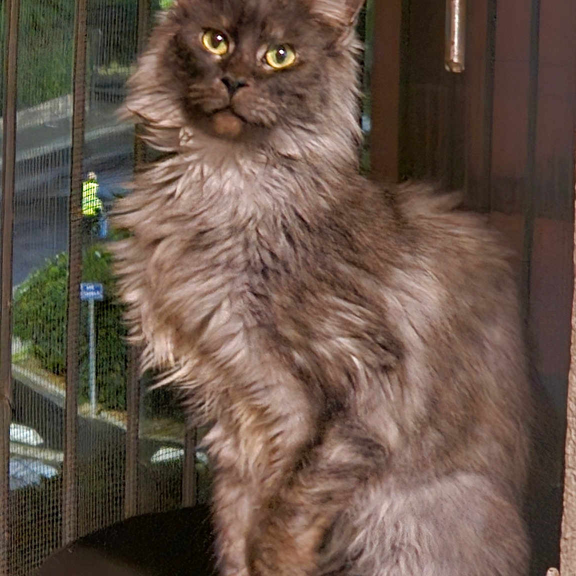 Zélia participe au concours pour gagner de l'argent avec cette photo : animal, cat, curious, domestic, ears, feline, fluffy, fur, furniture, greenery, house, indoor, looking, mesh_screen, outdoor, pet, portrait, sitting, whiskers, window