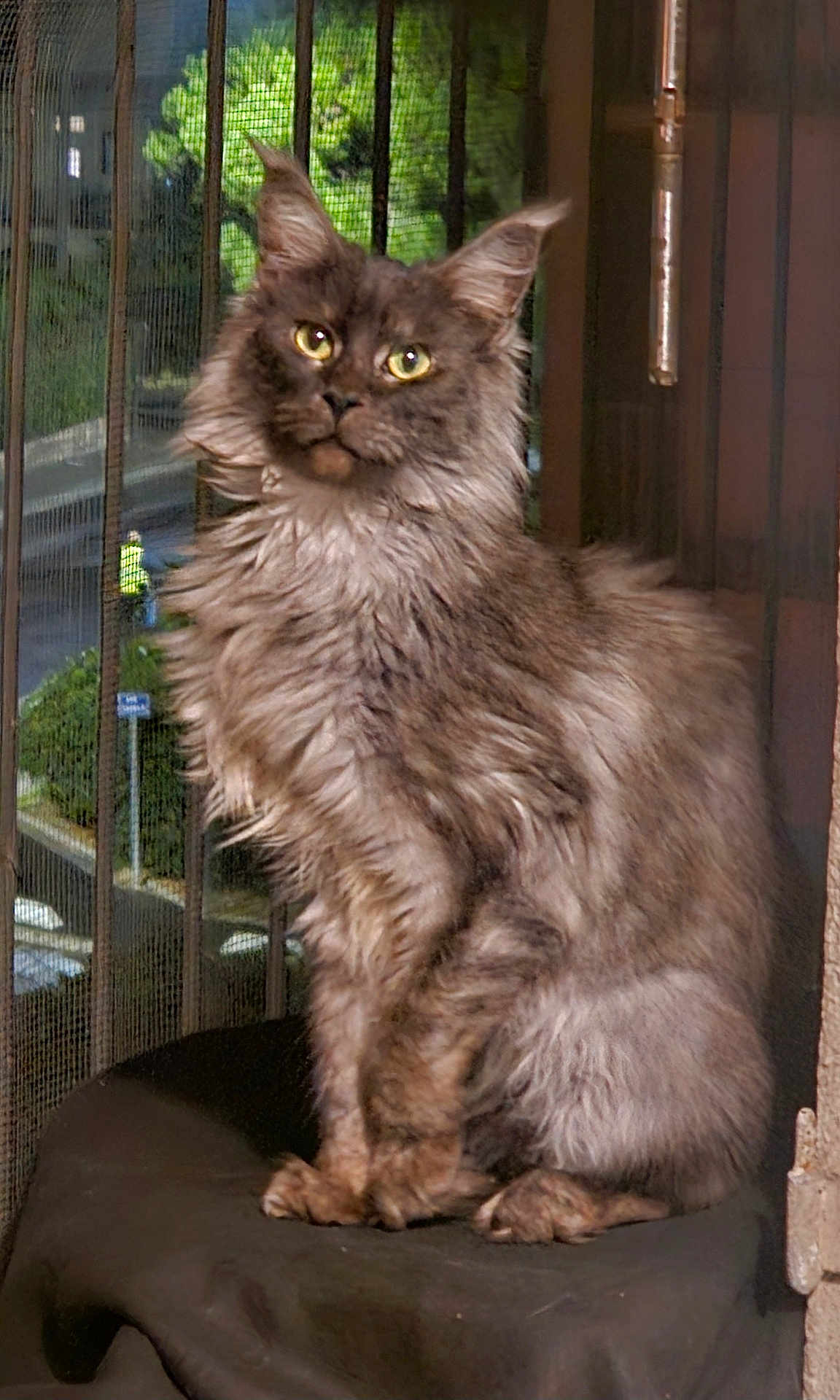 Zélia participe au concours pour gagner de l'argent avec cette photo : cat, fluffy, sitting, window, mesh_screen, outdoor, greenery, fur, pet, animal, feline, whiskers, ears, portrait, indoor, curious, looking, furniture, house, domestic