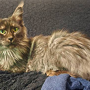 Zélia participe au concours pour gagner de l'argent avec cette photo : cat, fluffy, green_eyes, lounging, feline, pet, fur, alert_ears, blanket, textured, indoor, cozy, companion, animal, cute, relaxed, domestic, closeup, portrait, resting