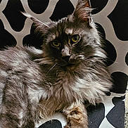 Zélia participe au concours pour gagner de l'argent avec cette photo : animal, black_and_white, cat, close_up, cushion, ears, feline, fluffy, fur, gray, green_eyes, indoor, lounging, patterned, pet, portrait, relaxed, resting, tail, whiskers