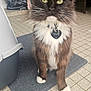 Maya a rejoint le concours — aidez-le/la à gagner de superbes lots ! cat, fluffy, yellow_eyes, white_paws, pet_tag, indoor, mat, tiled_floor, pet, animal, feline, portrait, whiskers, household, domestic, fur, sitting, closeup, black_and_white, curious