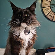 Maya participe au concours pour gagner de l'argent avec cette photo : cat, long_hair, whiskers, table, clock, indoor, pet, feline, white_paws, fur, collar, tag, background, wall, furniture, domestic_animal, sitting, portrait, looking, close_up