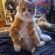 Tigger is registered to the contest to win money with this photo: bag, blanket, cat, cozy, cute, domestic, fluffy, furniture, furry, household_items, indoor, orange_cat, paws, pet, relaxed, room, shelf, sitting, tail, white_cat