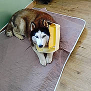 Popy participe au concours pour gagner de l'argent avec cette photo : husky, dog, pet, indoor, floor, mat, quilted_mat, yellow_container, blue_eyes, curious, funny, animal, canine, wooden_floor, resting, domestic, household, brown_fur, white_fur, ears