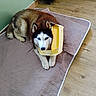 husky, dog, pet, indoor, floor, mat, quilted_mat, yellow_container, blue_eyes, curious, funny, animal, canine, wooden_floor, resting, domestic, household, brown_fur, white_fur, ears