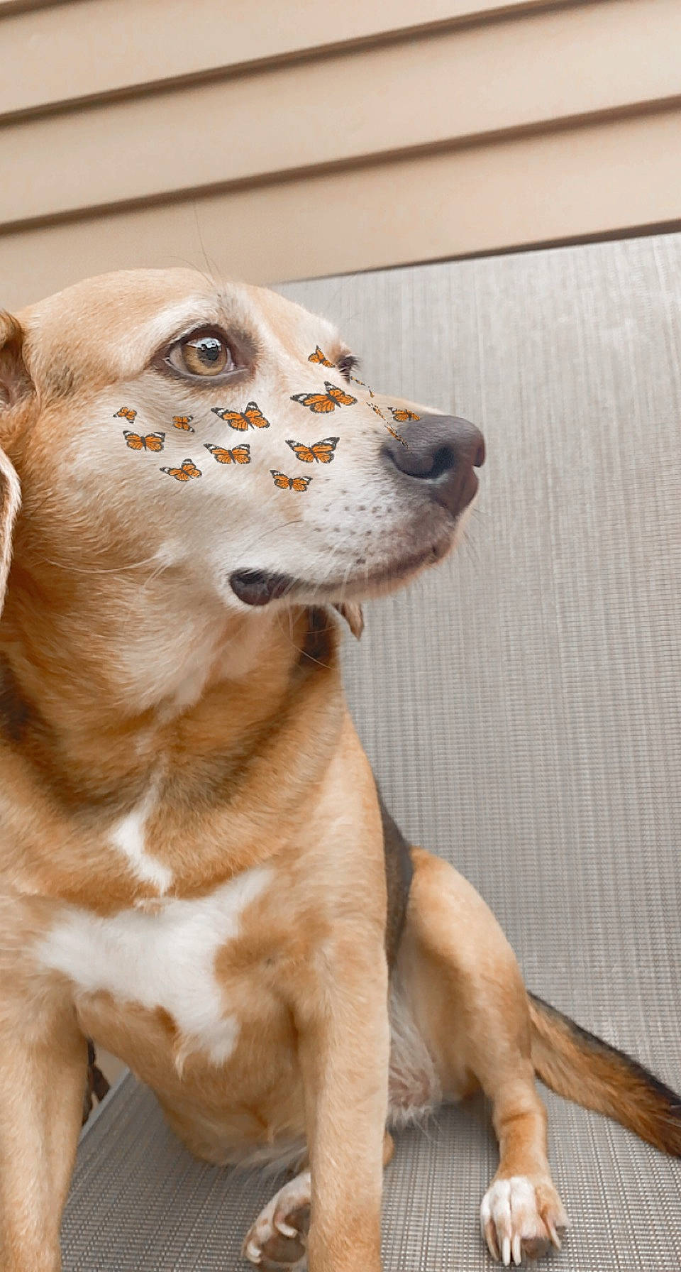 Jolly joined the competition — help win amazing prizes! canidae, carnivore, collar, companion_dog, dog, dog_breed, dog_collar, ear, fawn, fur, liver, paw, snout, sporting_group, street_dog, tail, whiskers, wood, working_animal, working_dog