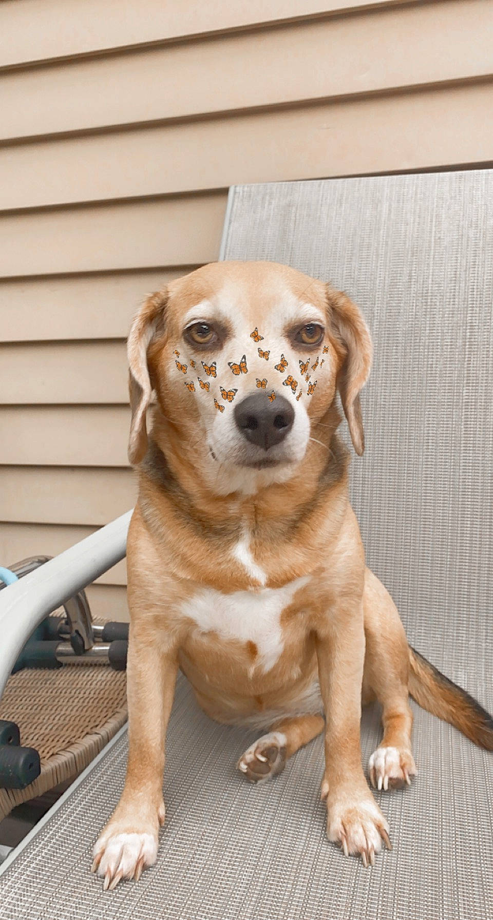 Jolly is registered to the contest to win money with this photo: ancient_dog_breeds, canidae, carnivore, companion_dog, dog, dog_breed, door, fawn, fur, gun_dog, liver, metal, snout, sporting_group, terrestrial_animal, toy_dog, whiskers, wood, working_animal, working_dog