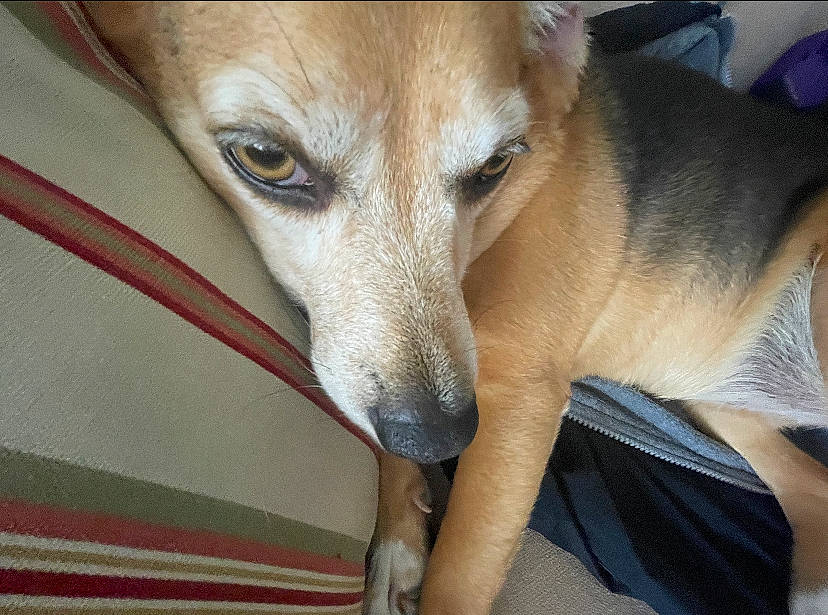 Jolly joined the competition — help win amazing prizes! ancient_dog_breeds, canidae, carnivore, comfort, companion_dog, dog, dog_breed, fawn, fur, non_sporting_group, paw, snout, sporting_group, street_dog, tail, terrestrial_animal, whiskers, working_animal