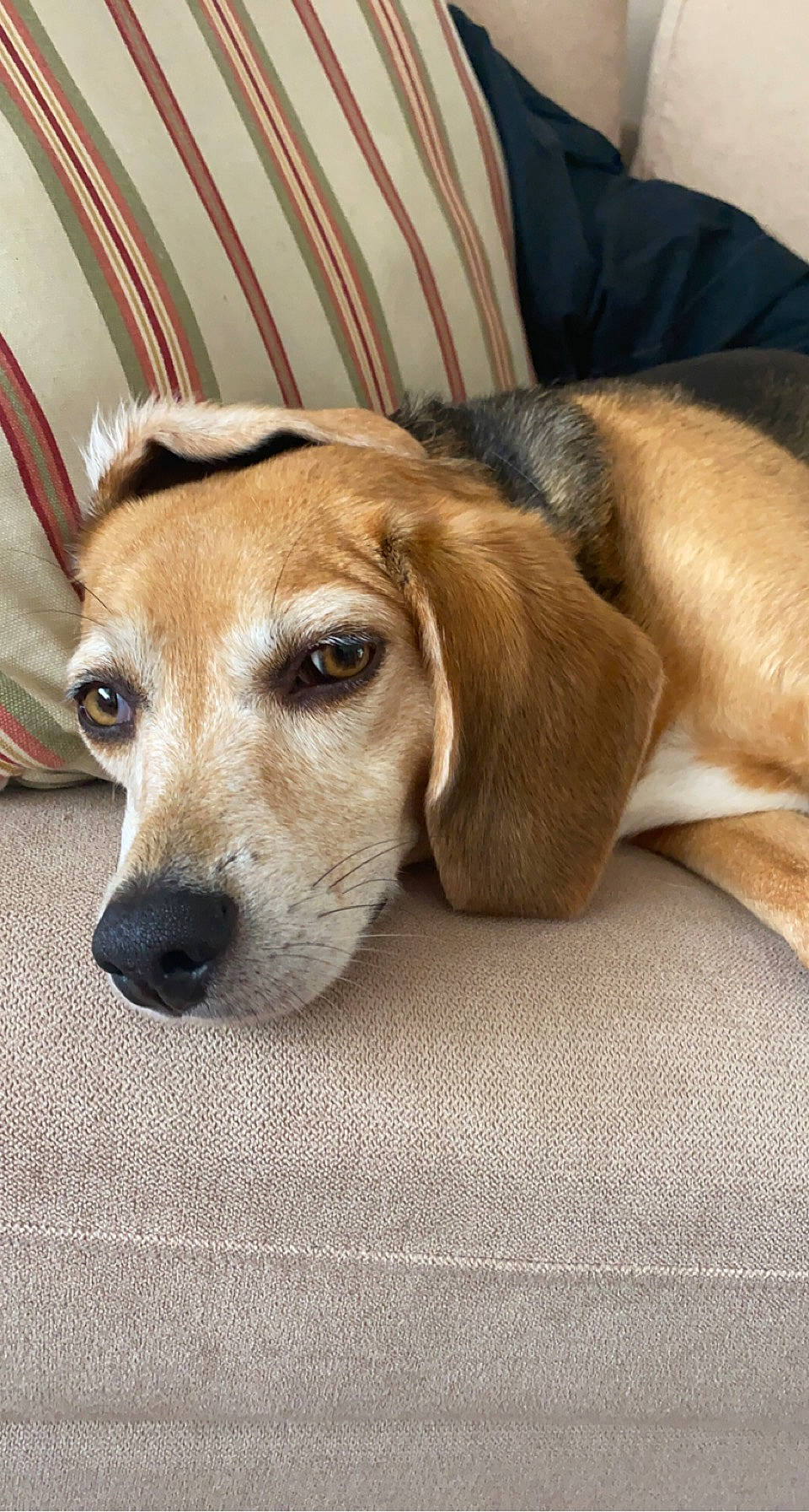 Jolly joined the competition — help win amazing prizes! canidae, carnivore, chair, comfort, companion_dog, dog, dog_breed, ear, fawn, flooring, fur, hardwood, hound, liver, scent_hound, snout, sporting_group, whiskers, wood, working_animal