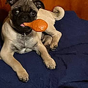 Playboy is registered to the contest to win money with this photo: black_mask, blanket, close_up, collar, couch, curled_tail, dog, furniture, home, indoor, navy_blanket, paws, pet, playful, pug, sitting, stuffed_toy, tan_fur, tongue_out, toy