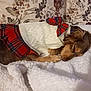 Holly joined the competition — help win amazing prizes! dog, sleeping, clothing, sweater, bow, plaid, blanket, floral, pattern, cute, pet, cozy, resting, fur, indoor, small_dog, brown_dog, soft, comfort, nap