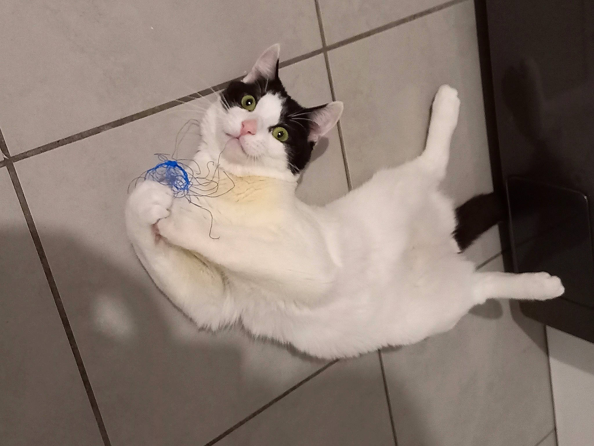 Sunshine a rejoint le concours — aidez-le/la à gagner de superbes lots ! carnivore, cat, claw, comfort, domestic_short_haired_cat, eye, felidae, floor, flooring, foot, fur, hardwood, head, human_body, leg, paw, small_to_medium_sized_cats, snout, tail, whiskers