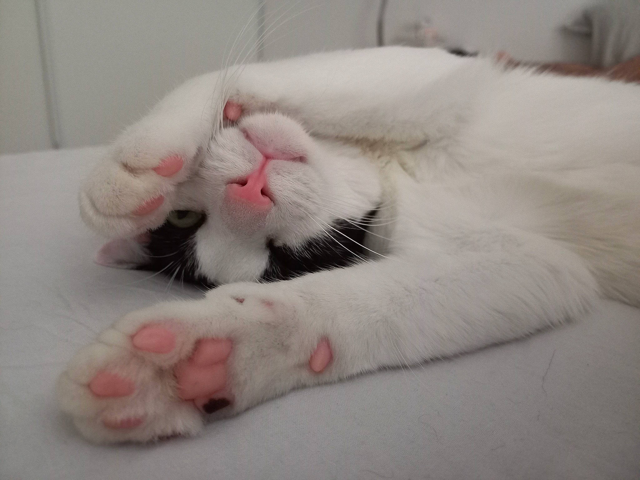 Sunshine a rejoint le concours — aidez-le/la à gagner de superbes lots ! carmine, carnivore, cat, claw, comfort, domestic_short_haired_cat, fang, felidae, foot, fur, nap, paw, small_to_medium_sized_cats, snout, tail, terrestrial_animal, whiskers