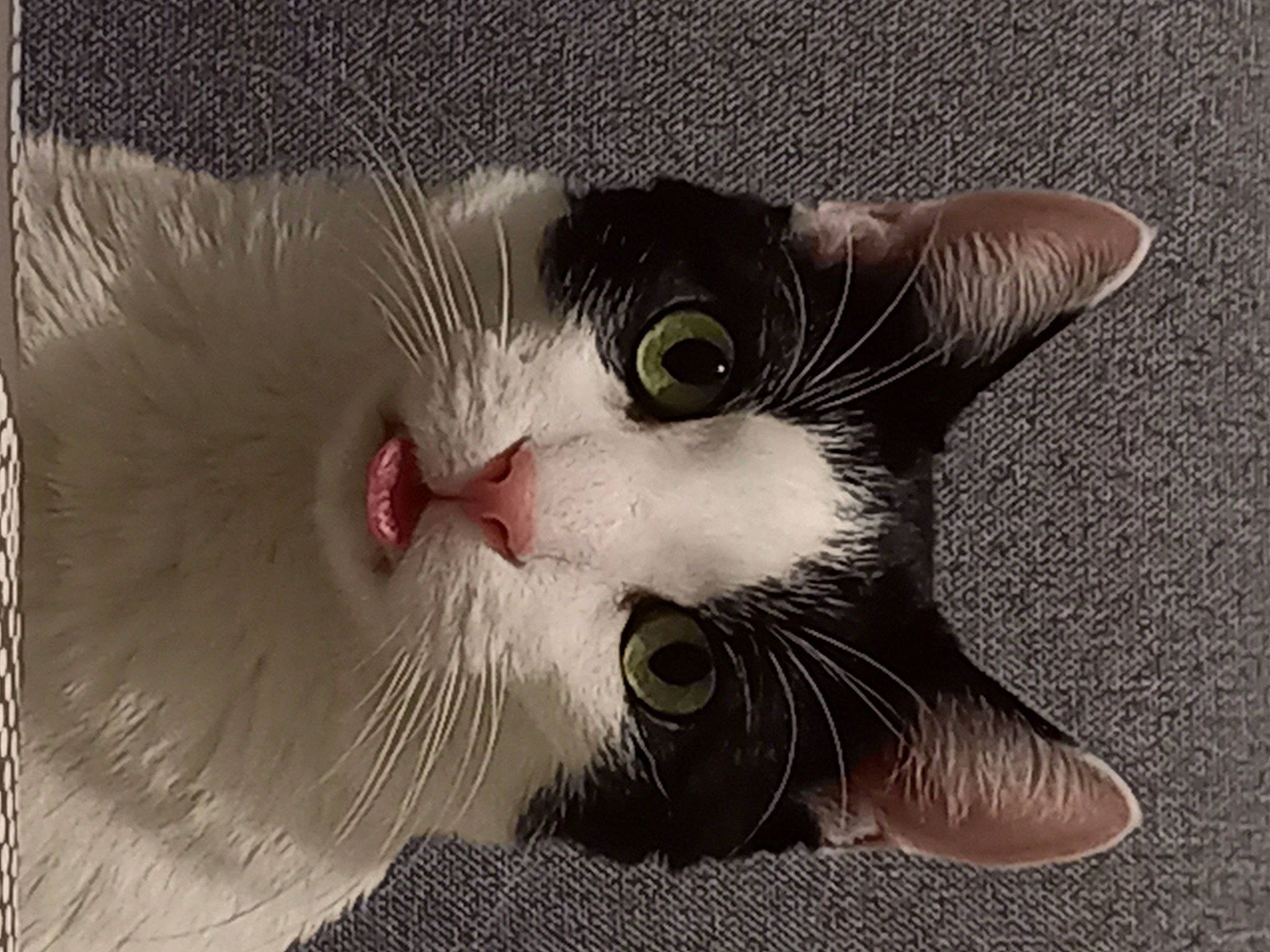 Sunshine a rejoint le concours — aidez-le/la à gagner de superbes lots ! art, carnivore, cat, claw, domestic_short_haired_cat, eye, felidae, foot, fur, jaw, monochrome_photography, paw, petal, photo_caption, small_to_medium_sized_cats, snout, tail, terrestrial_animal, whiskers