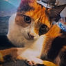 cat, calico_cat, kitten, pet, feline, close_up, portrait, face, whiskers, ears, eyes, nose, fur, tricolor, orange, black, white, lying_down, indoors, background_cat