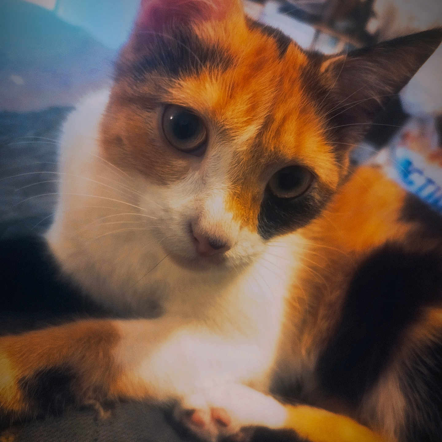 Lila