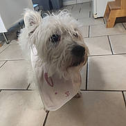 Lilo a rejoint le concours — aidez-le/la à gagner de superbes lots ! dog, white_dog, pet, indoor, kitchen, floor_tiles, bib, curious, fur, small_dog, animal, domestic_animal, canine, house, home, furniture, trash_bin, looking_away, standing, cute