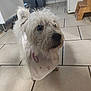 dog, white_dog, pet, indoor, kitchen, floor_tiles, bib, curious, fur, small_dog, animal, domestic_animal, canine, house, home, furniture, trash_bin, looking_away, standing, cute