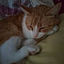 cat, sleeping, orange_cat, white_cat, bed, blanket, pillow, indoor, cozy, feline, pet, resting, fur, animal, cute, domestic, relaxing, soft, warm, comfort