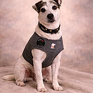 Fox participe au concours pour gagner de l'argent avec cette photo : dog, pet, animal, sitting, vest, clothing, collar, indoor, portrait, cute, fur, white, brown, ears, snout, blanket, studio, expression, soft, background