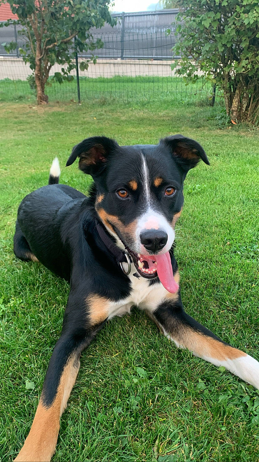 Rio participe au concours pour gagner de l'argent avec cette photo : canidae, carnivore, chair, collar, companion_dog, dog, dog_breed, grass, herding_dog, hunting_dog, mcnab, plant, sporting_group, tail, tree, working_animal, working_dog
