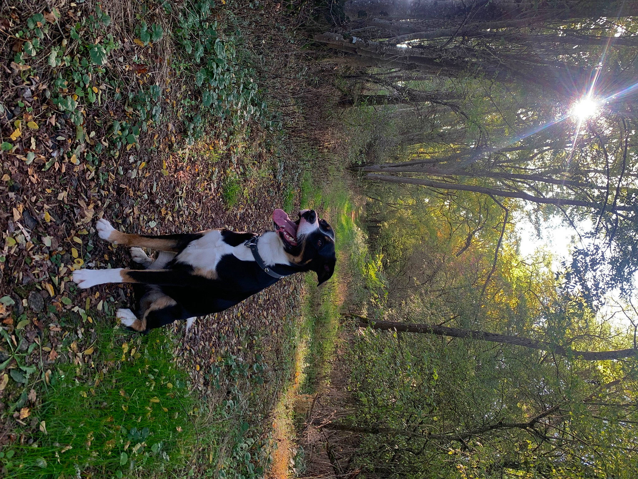 Rio a rejoint le concours — aidez-le/la à gagner de superbes lots ! adventure, canidae, carnivore, dog, forest, grass, lens_flare, natural_environment, people_in_nature, plant, recreation, soil, sporting_group, temperate_broadleaf_and_mixed_forest, tree, trunk, twig, vegetation, wood, woodland