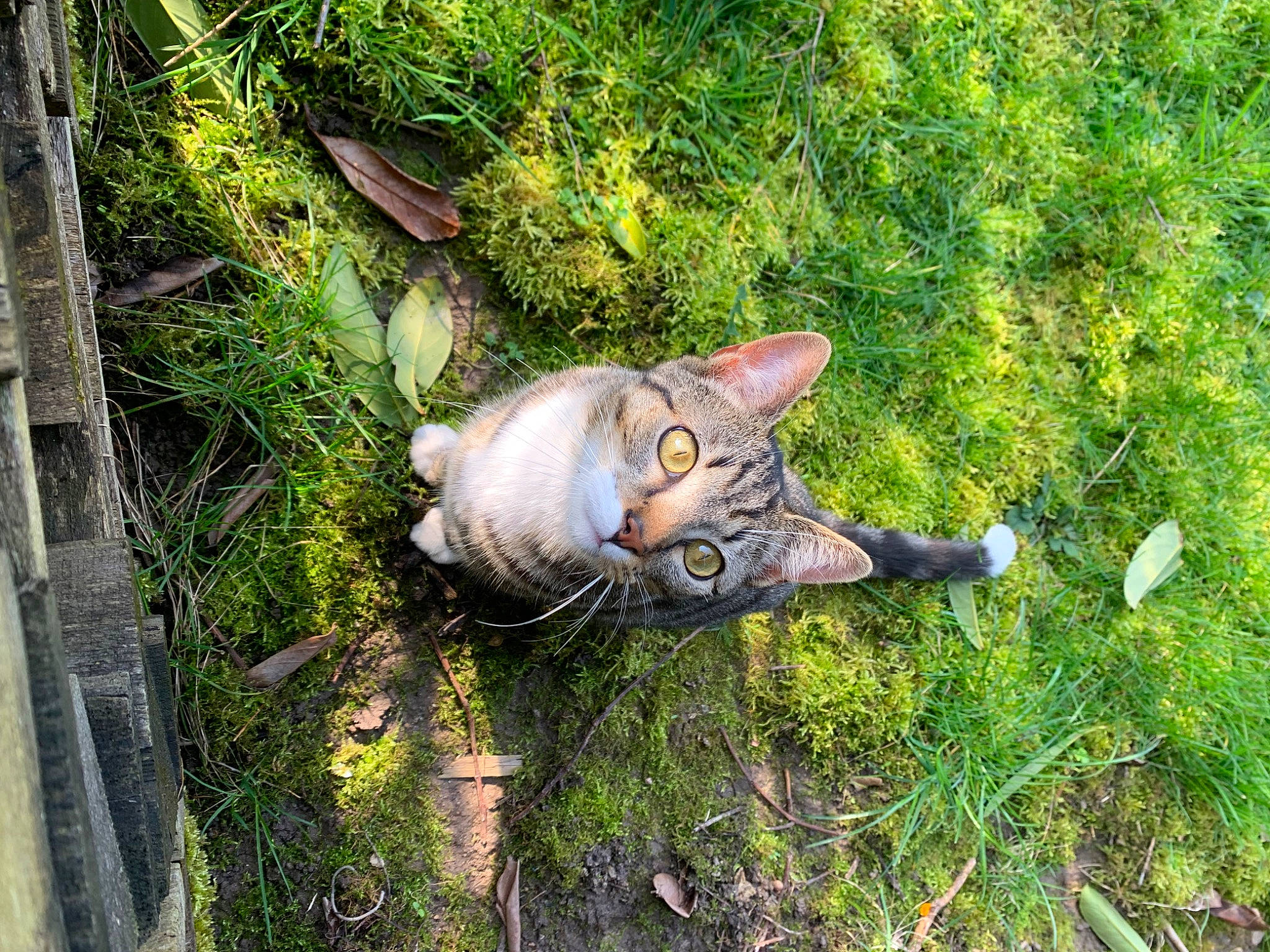 Timmy a rejoint le concours — aidez-le/la à gagner de superbes lots ! carnivore, cat, domestic_short_haired_cat, fawn, felidae, grass, groundcover, lawn_ornament, natural_material, plant, sculpture, small_to_medium_sized_cats, snout, tail, terrestrial_animal, terrestrial_plant, toy, whiskers, wildlife, wood