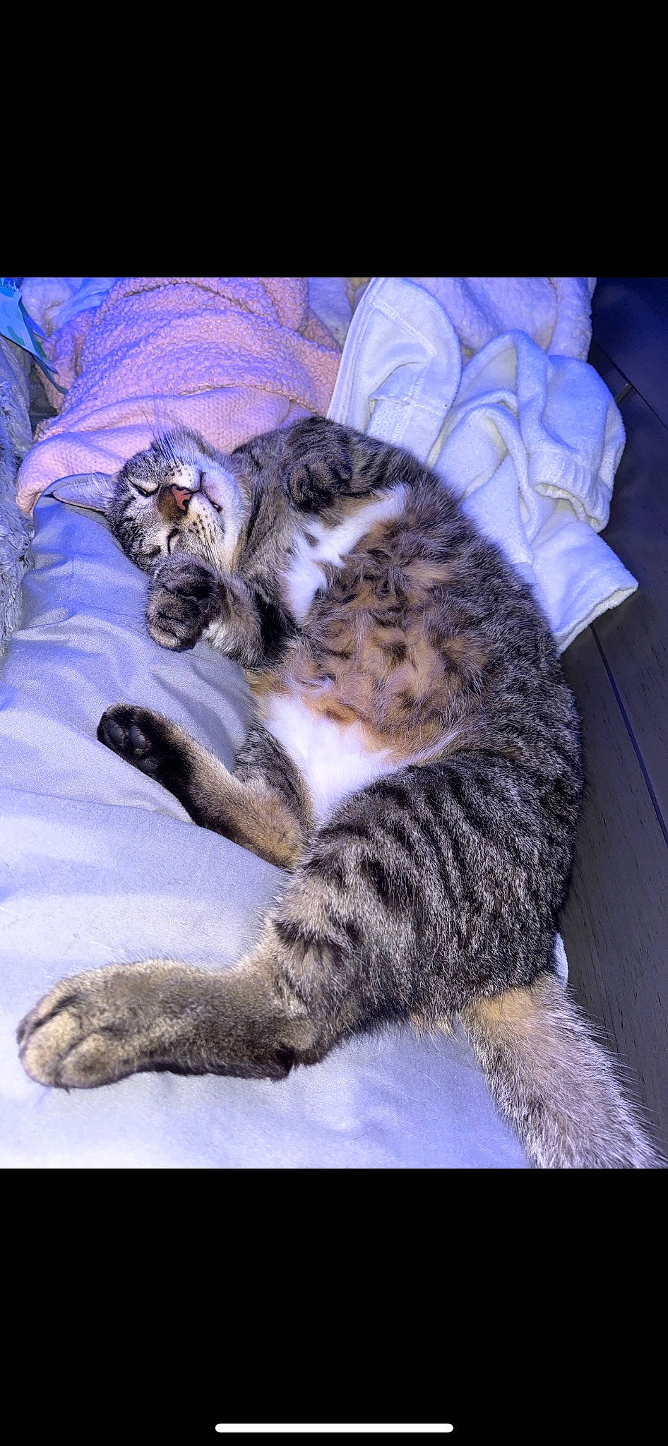 Bob joined the competition — help win amazing prizes! carnivore, cat, claw, comfort, domestic_short_haired_cat, felidae, fur, nap, paw, small_to_medium_sized_cats, tail, terrestrial_animal, whiskers