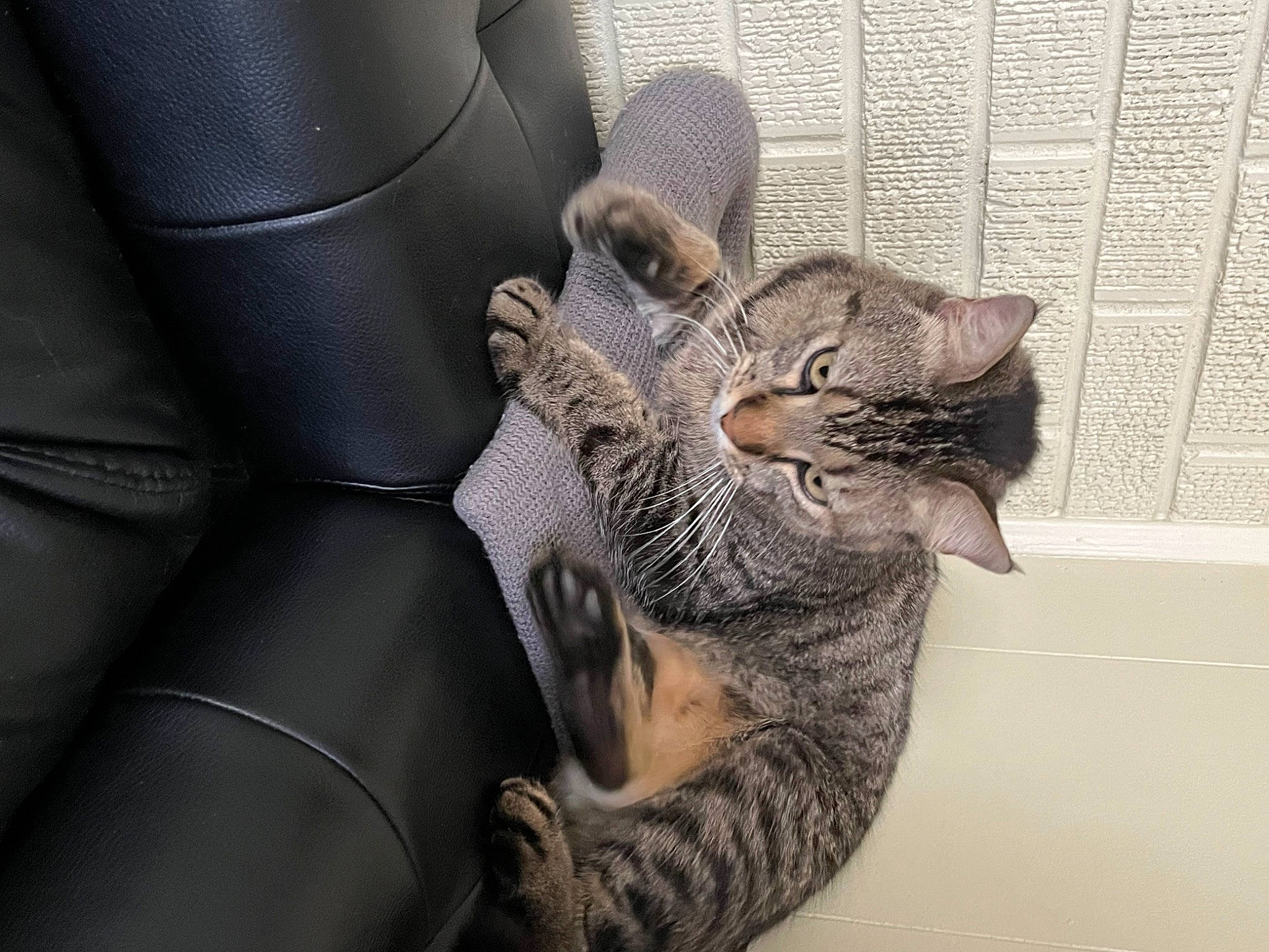 Bob is registered to the contest to win money with this photo: auto_part, automotive_tire, car_seat, car_seat_cover, carnivore, cat, claw, comfort, domestic_short_haired_cat, family_car, felidae, fur, grey, paw, sitting, small_to_medium_sized_cats, snout, tail, whiskers, window