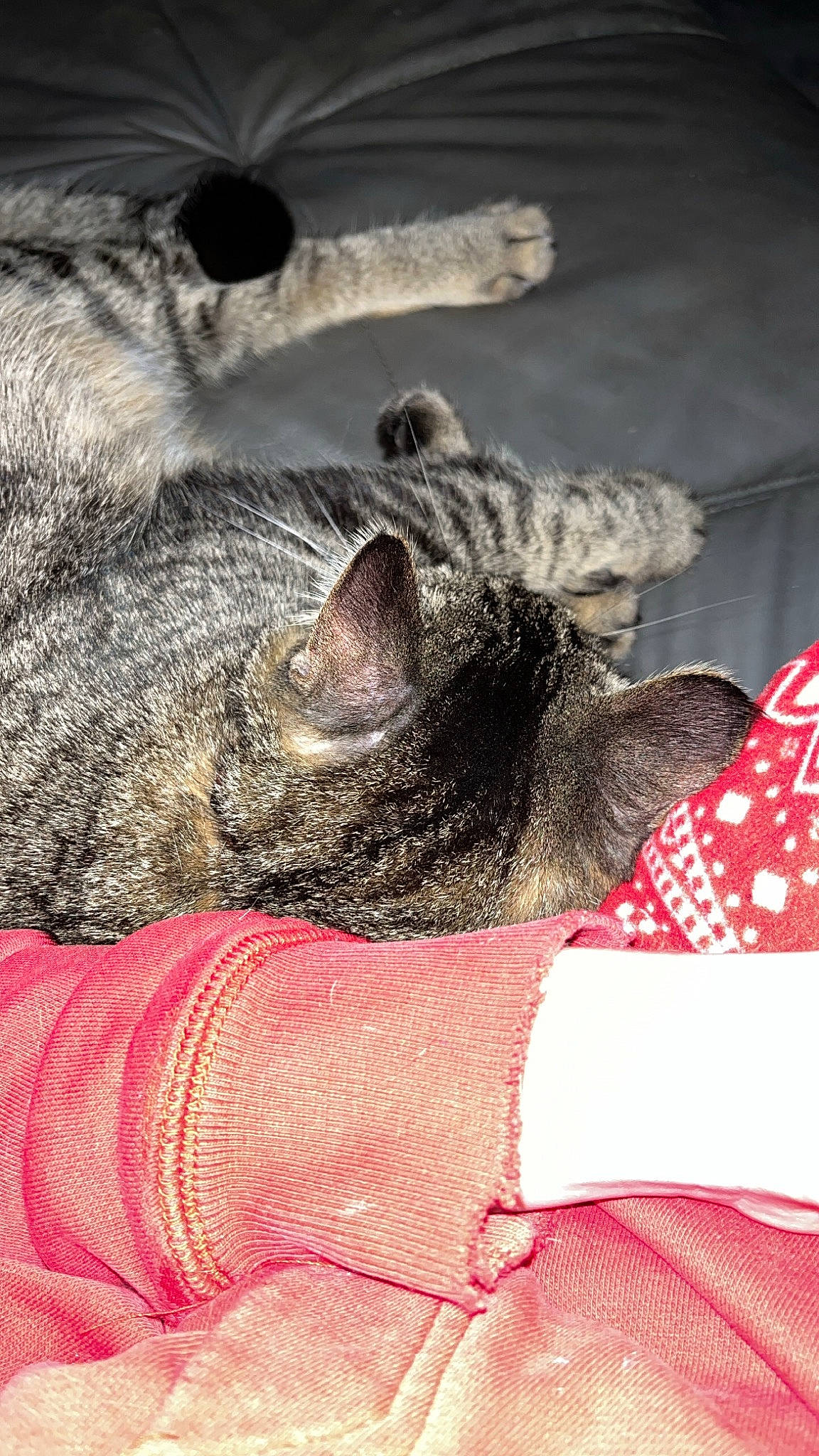 Bob joined the competition — help win amazing prizes! carnivore, cat, cat_bed, claw, comfort, domestic_short_haired_cat, fawn, felidae, fur, grey, linens, nap, pattern, paw, sleep, small_to_medium_sized_cats, snout, tail, terrestrial_animal, whiskers