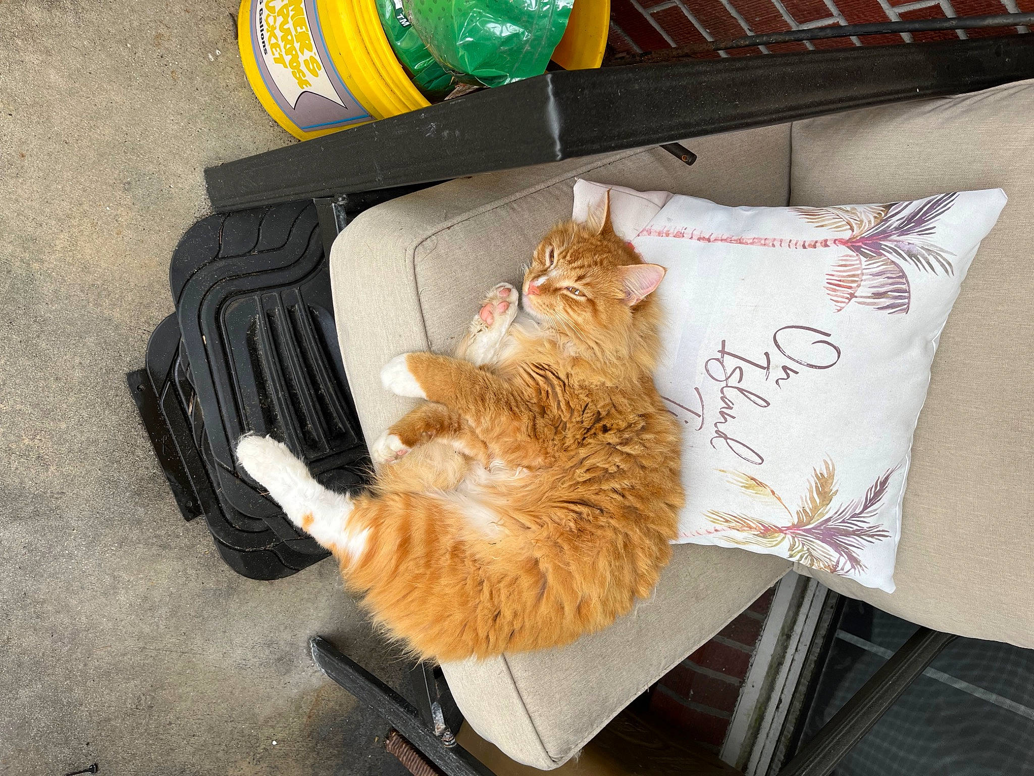 Tilly is registered to the contest to win money with this photo: beer, beverage_can, bottle, carnivore, cat, comfort, domestic_short_haired_cat, drink, fawn, felidae, fur, linens, orange, paw, pillow, plastic_bottle, small_to_medium_sized_cats, tail, whiskers, yellow