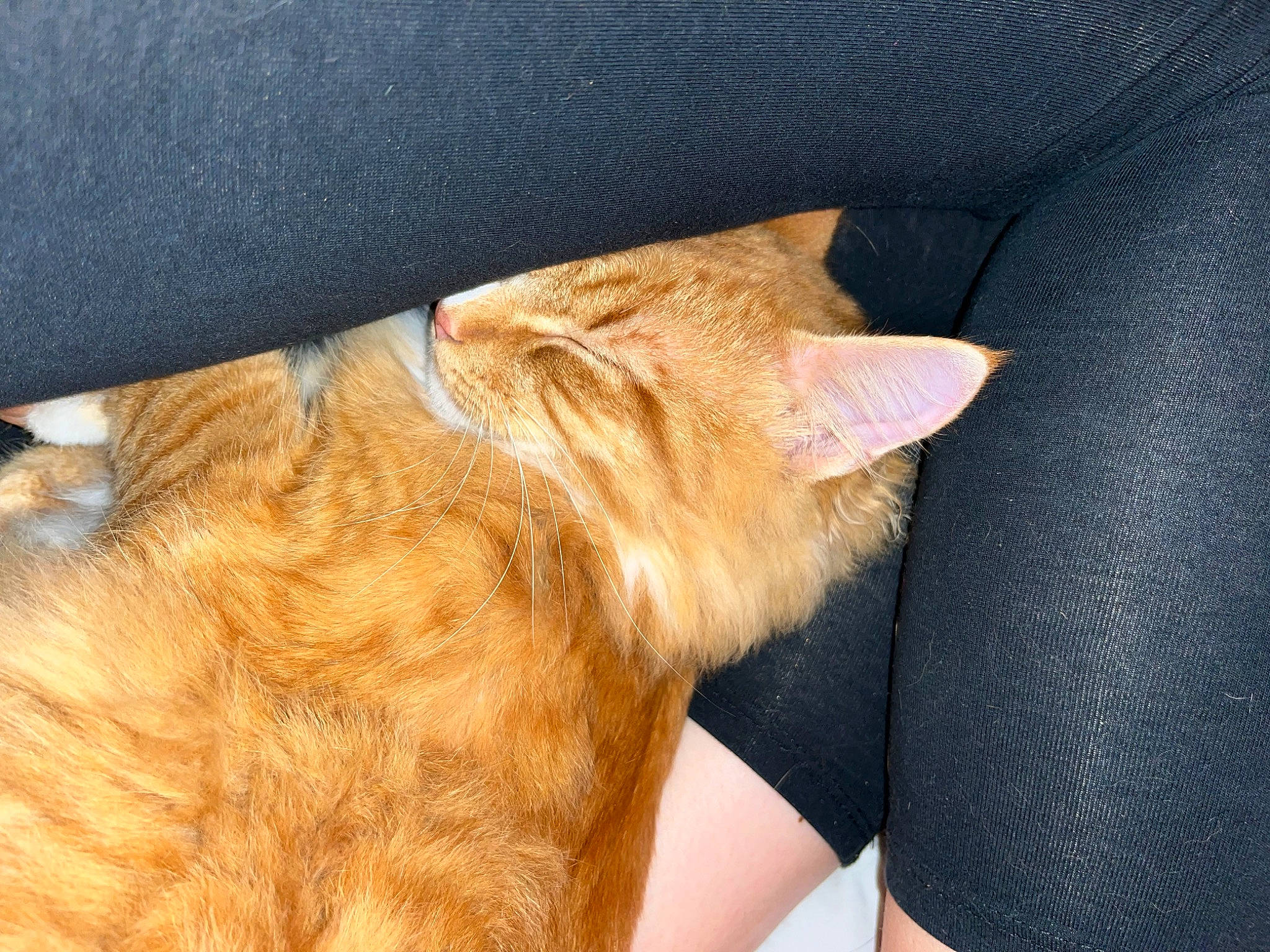 Tilly is registered to the contest to win money with this photo: carnivore, cat, claw, comfort, domestic_short_haired_cat, fawn, felidae, foot, fur, gesture, human_leg, nap, paw, small_to_medium_sized_cats, snout, tail, thigh, whiskers, window, wood