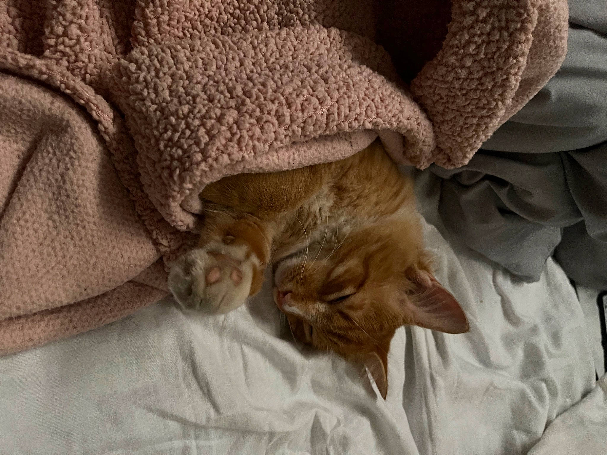 Tilly joined the competition — help win amazing prizes! bed, bed_sheet, bedding, carnivore, cat, comfort, companion_dog, domestic_short_haired_cat, duvet, fawn, felidae, fur, linens, nap, room, sleep, small_to_medium_sized_cats, textile, whiskers, wood