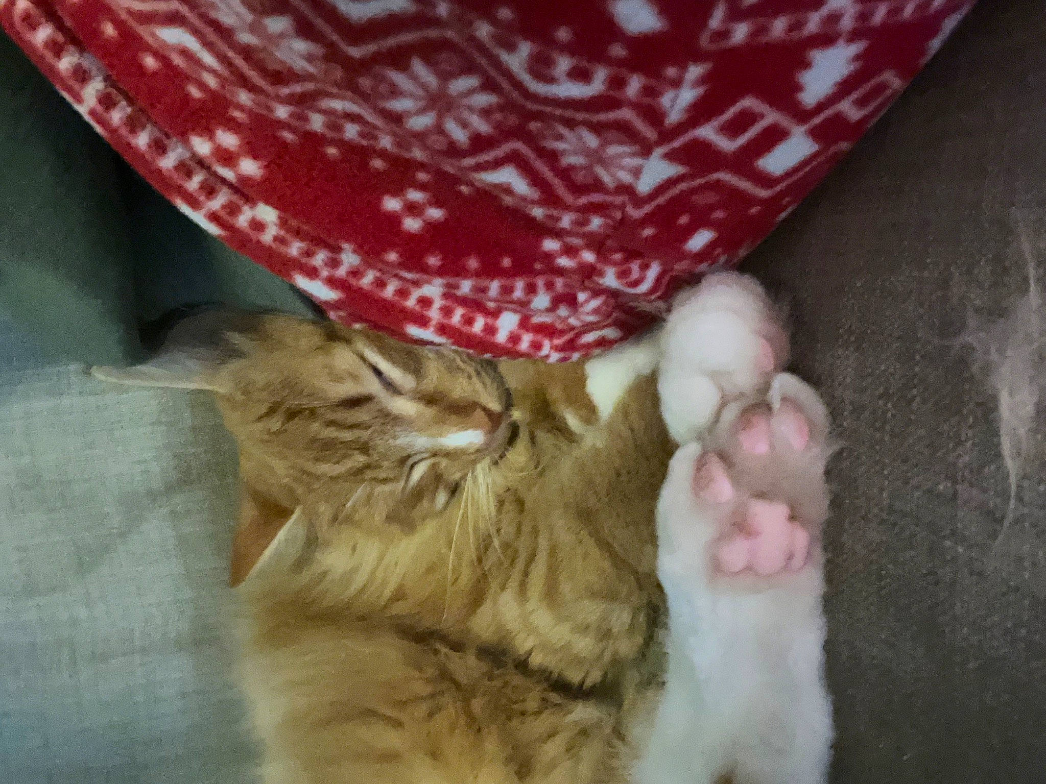 Tilly is registered to the contest to win money with this photo: canidae, carnivore, cat, claw, comfort, dog_breed, domestic_short_haired_cat, fawn, felidae, foot, fur, gesture, human_leg, pattern, paw, small_to_medium_sized_cats, tail, whiskers