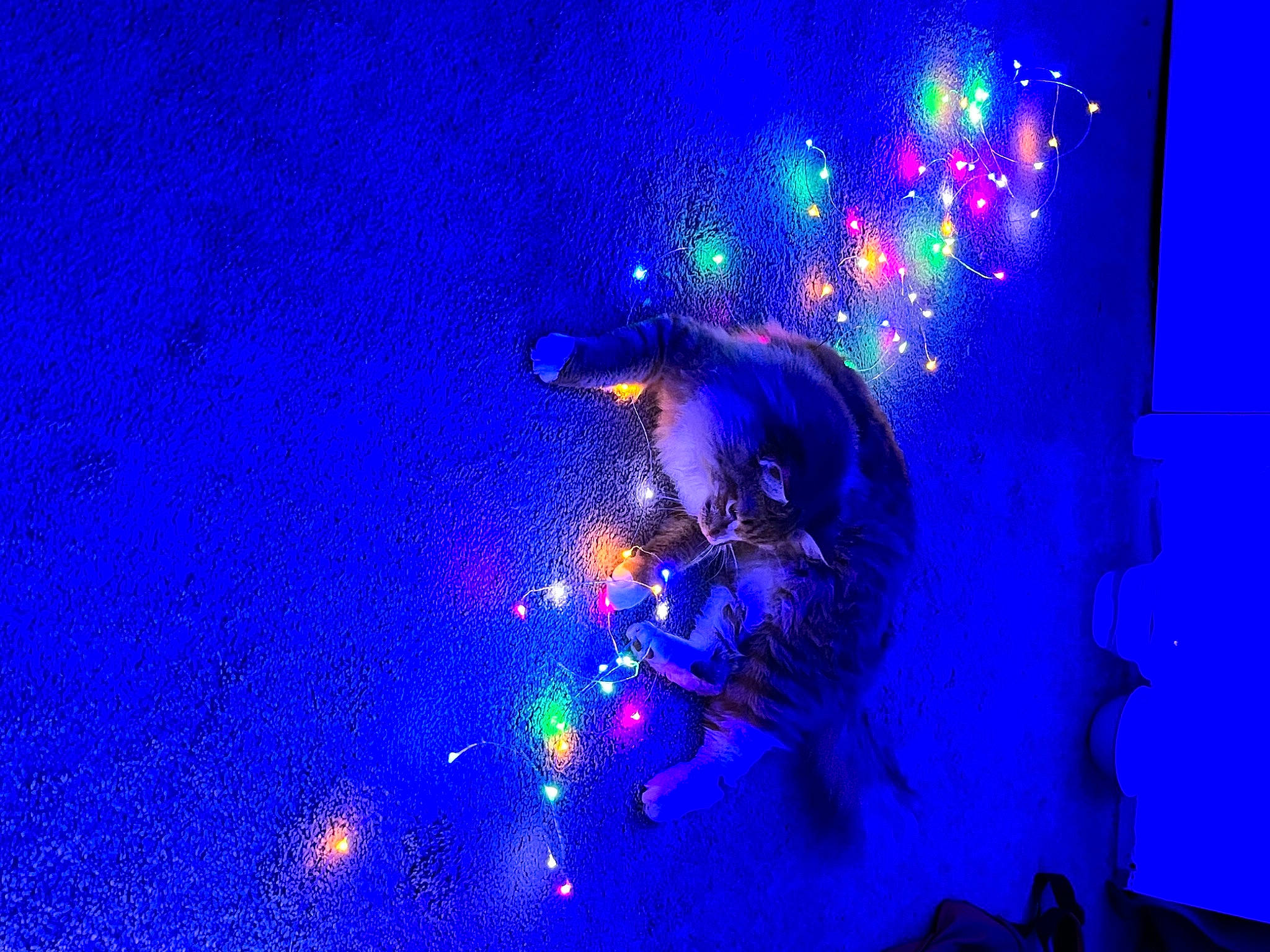 Tilly is registered to the contest to win money with this photo: art, blue, christmas_decoration, christmas_lights, darkness, electric_blue, entertainment, event, fun, graphics, magenta, night, ornament, purple, space, technology, tree, violet, visual_effect_lighting, water