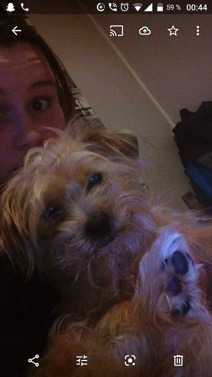 Daizy participe au concours pour gagner de l'argent avec cette photo : bolonka, cairn_terrier, canidae, carnivore, companion_dog, dog, dog_breed, glen_of_imaal_terrier, mammal, morkie, norfolk_terrier, puppy, rare_breed_dog, schnoodle, small_terrier, snout, sporting_lucas_terrier, terrier, toy_dog, yorkshire_terrier