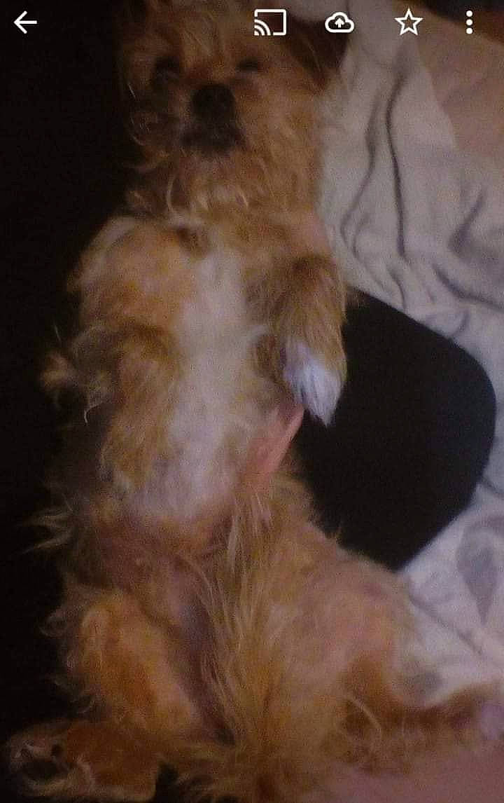 Daizy participe au concours pour gagner de l'argent avec cette photo : bolonka, canidae, carnivore, companion_dog, dog, dog_breed, ear, irish_soft_coated_wheaten_terrier, liver, mammal, morkie, norfolk_terrier, puppy, rare_breed_dog, schnoodle, shih_tzu, terrier, toy_dog, yorkshire_terrier